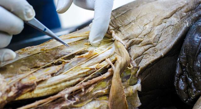 Dr. Miguel Molina - Profesor de medicina forense y Leyes