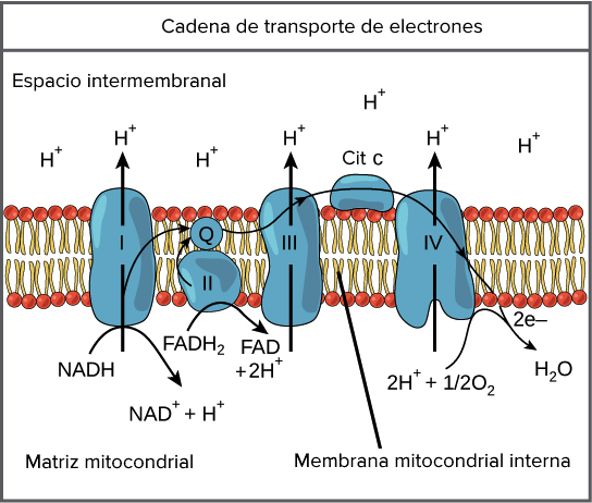 Síntesis de Electrones