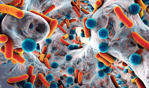 La teoría microbiana