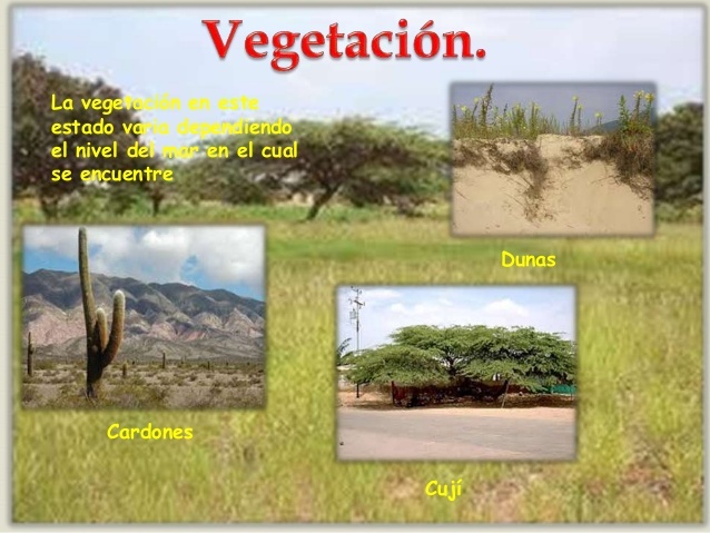 Vegetación: