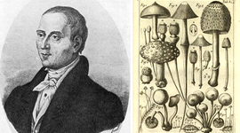 Timeline: Historia de los conceptos de causas y enfermedad: paralelismo entre la medicina y la fitopatología  (wilmer trochez)