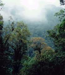 Recursos forestales: