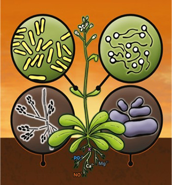 primeros estudios de bacterias en plantas
