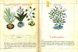 Publicación de Libellus Medicinalibus Indorum Herbis