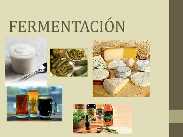 Llevan a cabo la fermentación