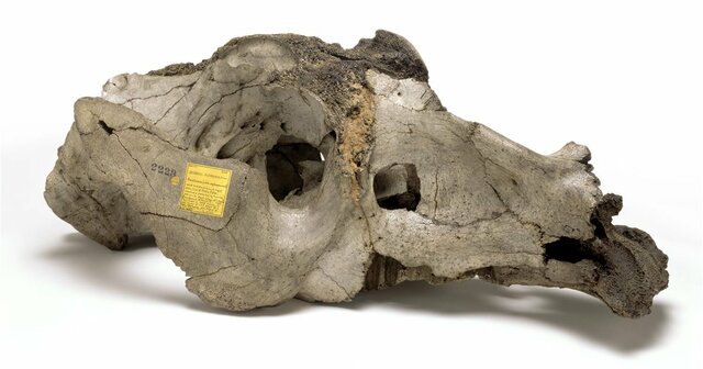 Desenterra Fósils a Argentina