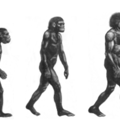 Timeline: Evolución humana