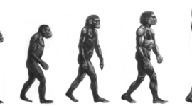 Timeline: Evolución humana
