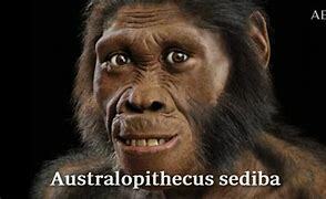 Australopithecus