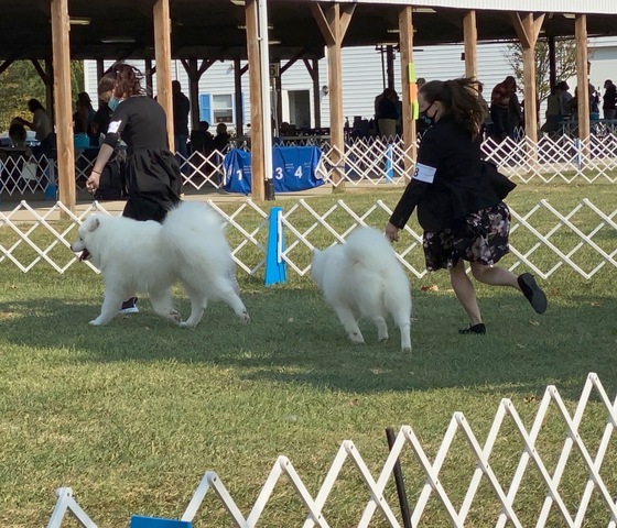Dog Showing