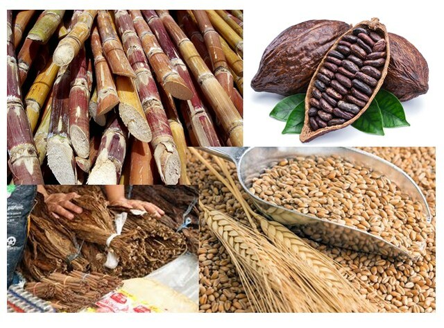 Explotación agrícola de cacao, trigo, tabaco y caña de azúcar