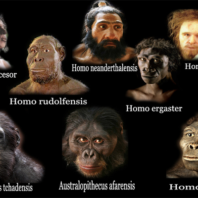 Timeline: Trabajo Evolución humana