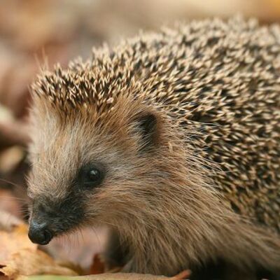 Timeline: A sün élete