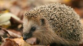 Timeline: A sün élete