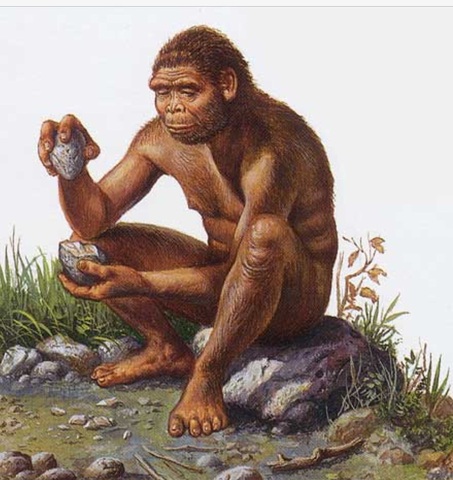 Homo habilis