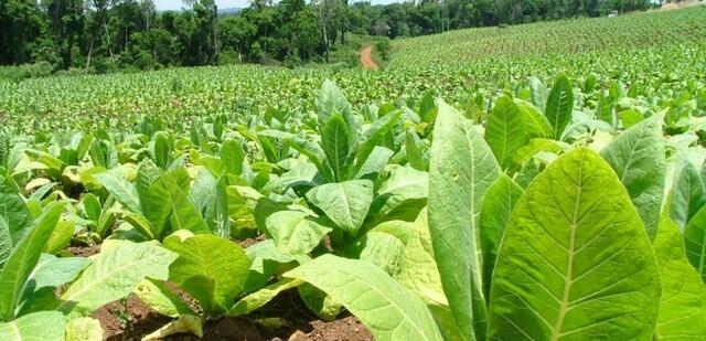 Producción de tabaco