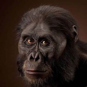 Australopithecus afarensis