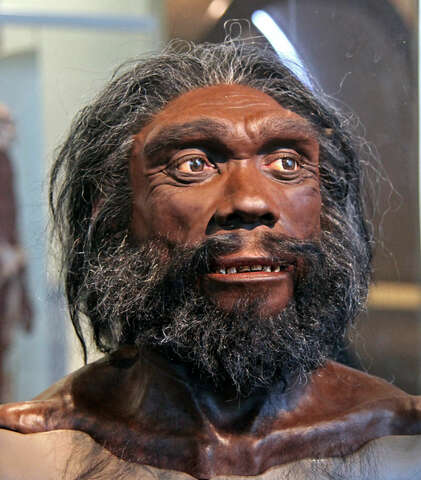 Homo heidelbergensis