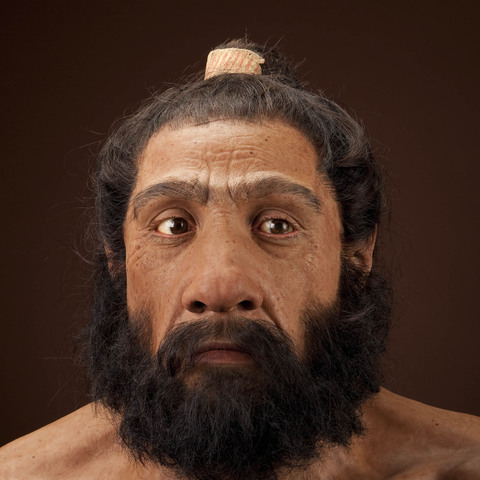 Homo neanderthalensis