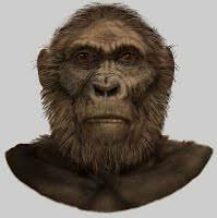 Paranthropus