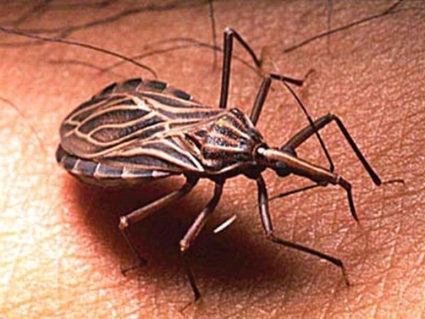 Problemes de salud després del viatge