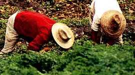 Timeline: EVOLUCIÓN DE LA AGRICULTURA EN VENEZUELA