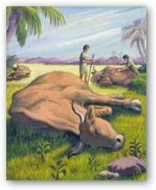 5º Plaga-Peste sobre el ganado