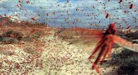 8º Plaga-Invasión de langostas