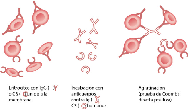 prueba de antiglobulina