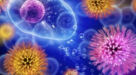 Timeline: Historia de los Mircoorganismos en alimentos