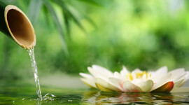 Timeline: Terapias Naturales