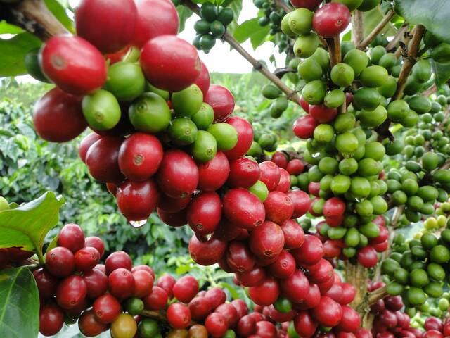 Llegada del café a Venezuela