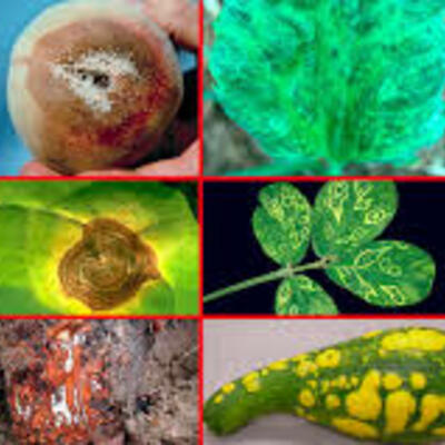 Timeline: Fase  1 Historia de la Fitopatología y generalidades de la microbiología