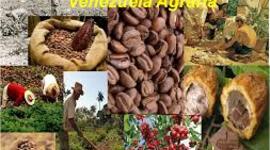 Timeline: Evolución del espacio Agrario en Venezuela