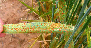 LA TEORÍA CÓSMICA O SIDERAL