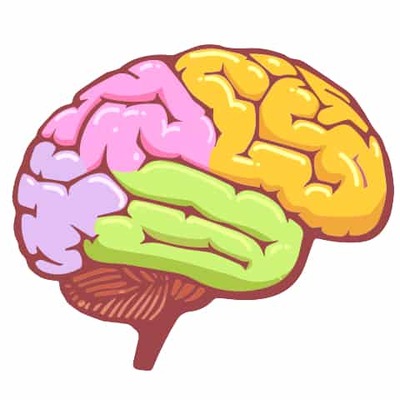 Timeline: Brain Development Timeline Assignment- Destiny Weathersby