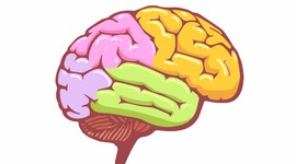 Timeline: Brain Development Timeline Assignment- Destiny Weathersby