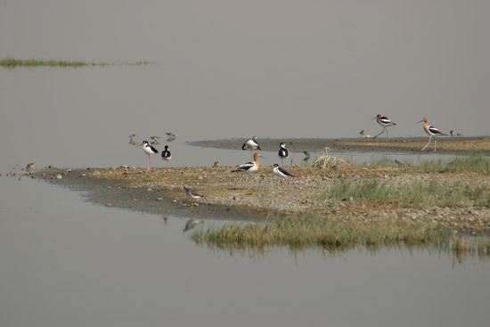 Aves Acuáticas en la cuenca