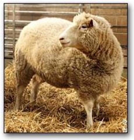Dolly the Sheep