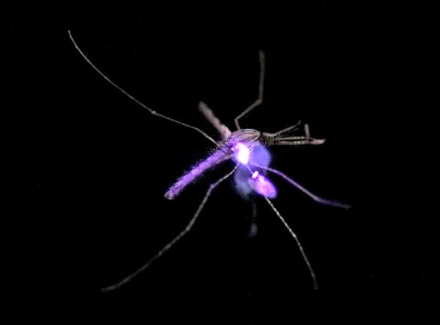 The Malaria-Proof Mosquito and The Mosquito Laser