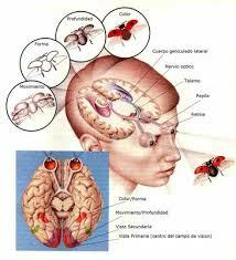 W.S. GRAY y C.T. GRAY 1921 - 1922