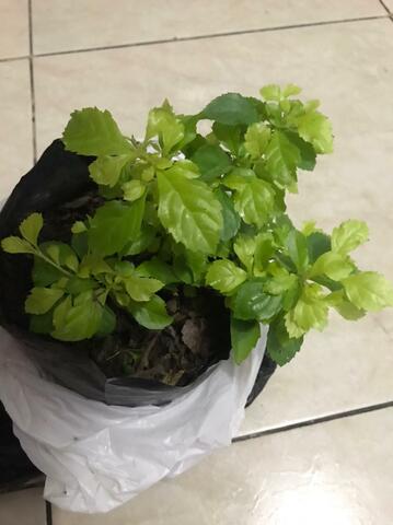 20 de Diciembre 2020