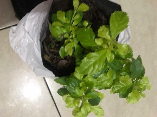 27 de Diciembre 2020