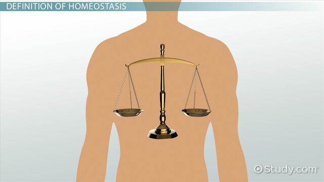 homeostasis