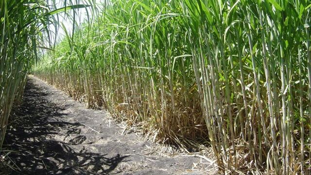 Producción de 7 millones de Toneladas Métricas de Caña de Azúcar