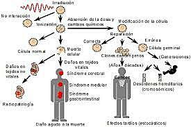 Magnitudes de protección radiológica
