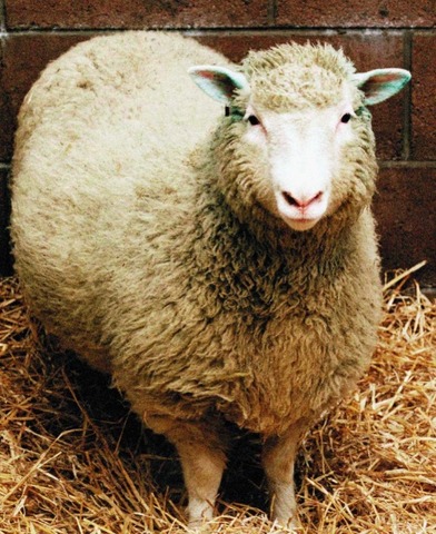 Клонирование