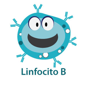 Linfocitos B