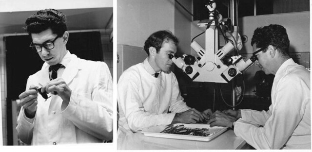 "Órganos centrales inmunitarios"