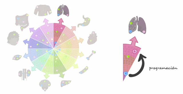 La Ingeniera Genética experimento con las células madres.